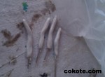 cokote bjd 01